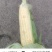 太阳花水果玉米