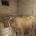 家养的两头牛准备卖掉