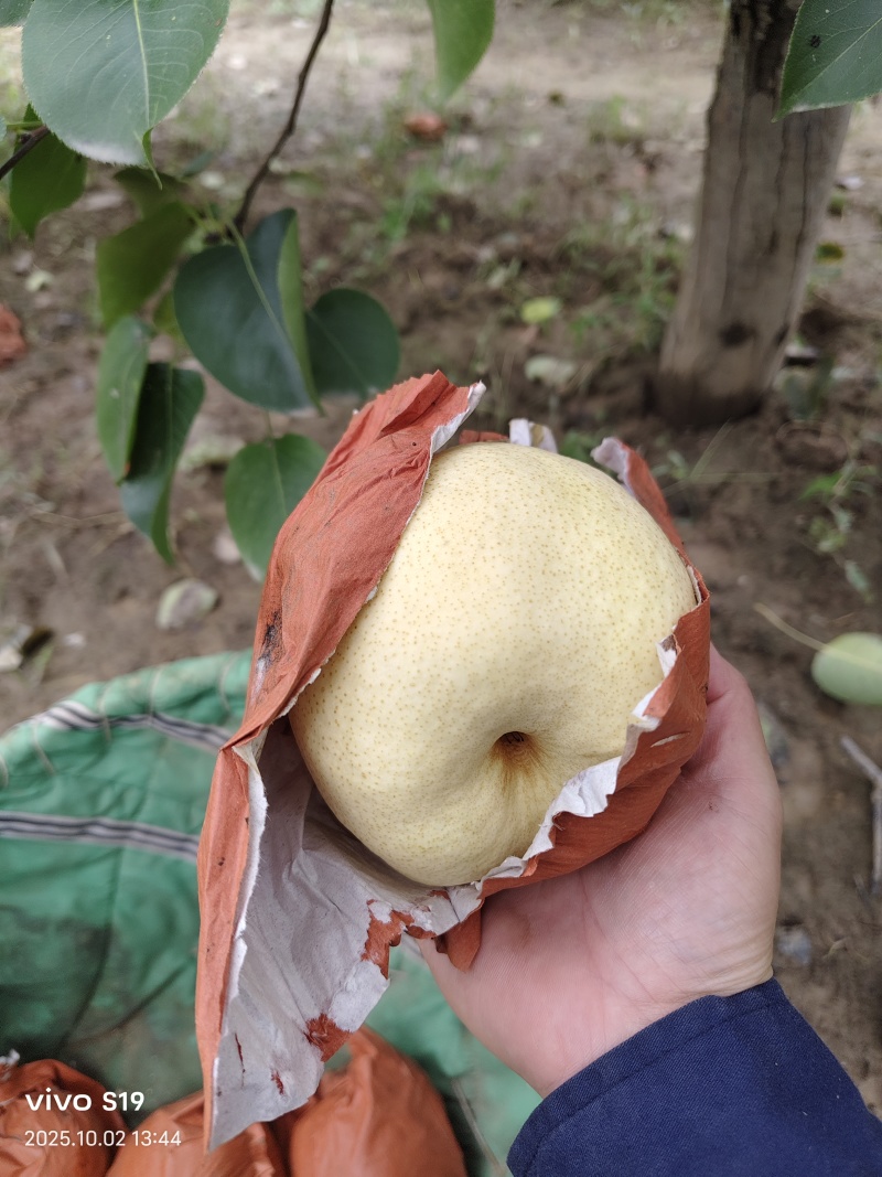 蒲城酥梨