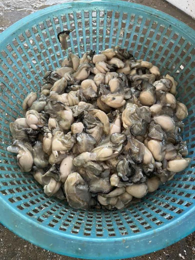 福建您的霞浦海蛎