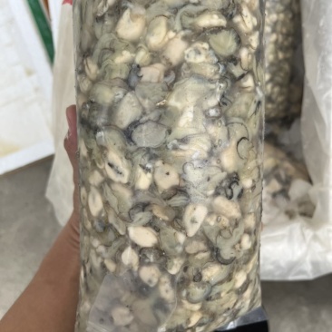 福建您的霞浦海蛎