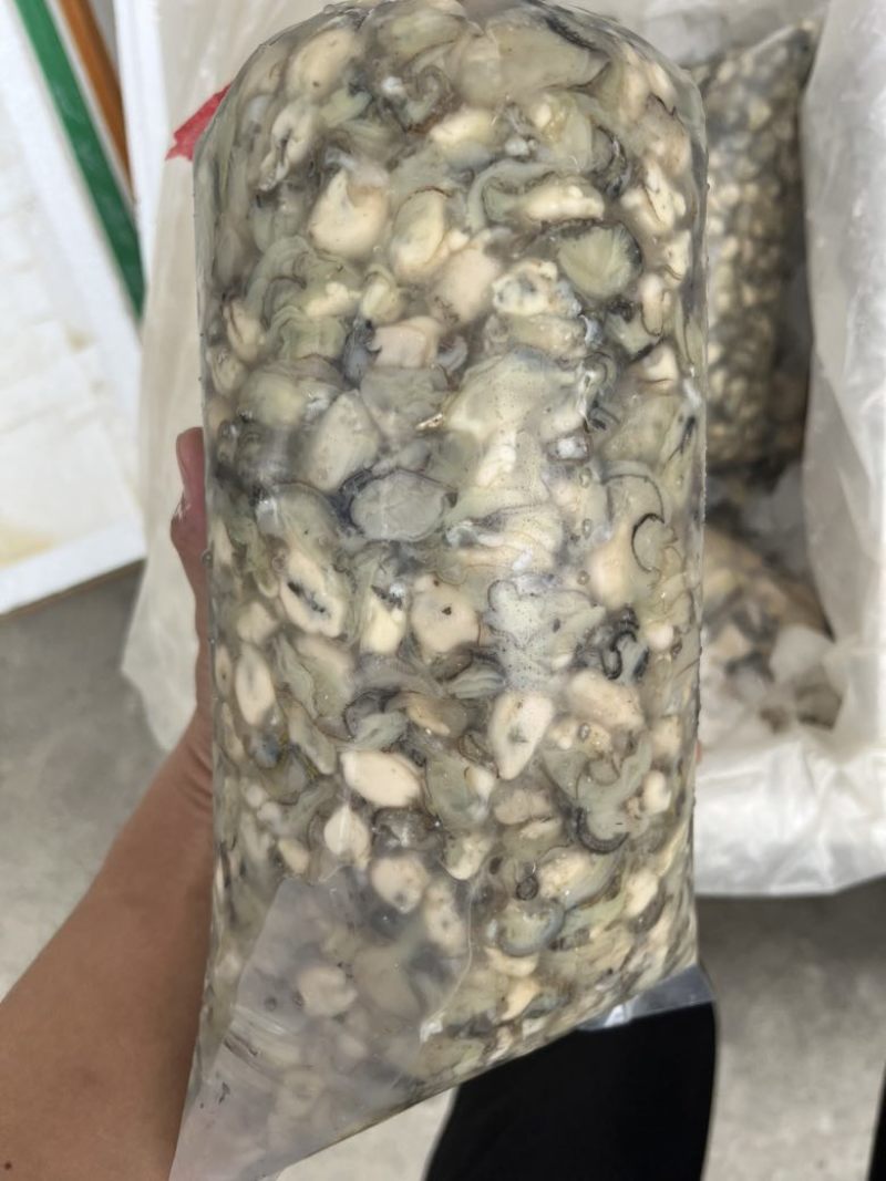 福建您的霞浦海蛎