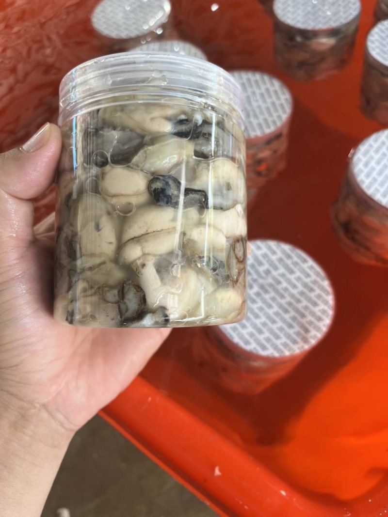 福建您的霞浦海蛎
