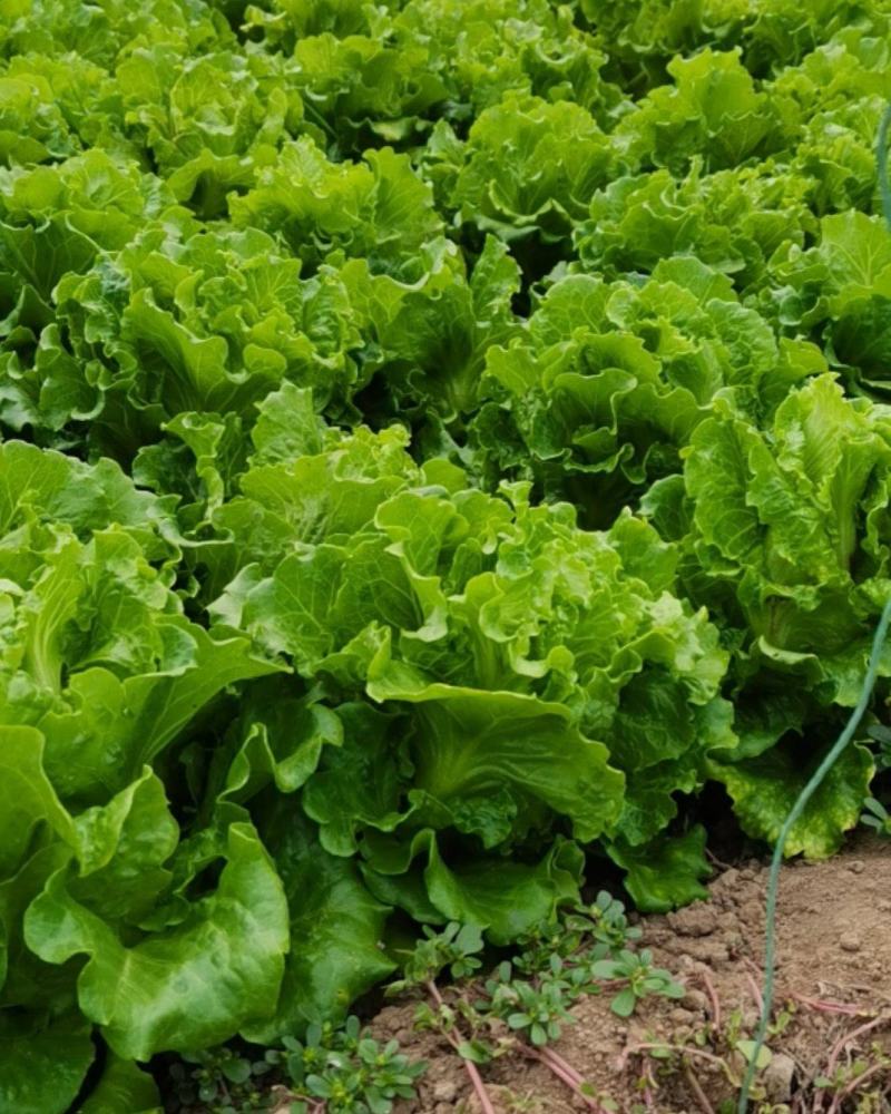 大生菜