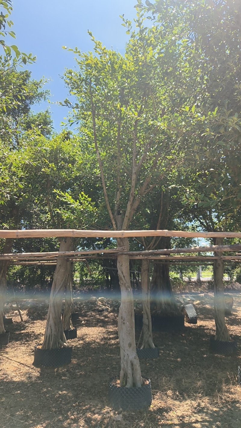 小叶榕造型小叶榕木麻黄海枣