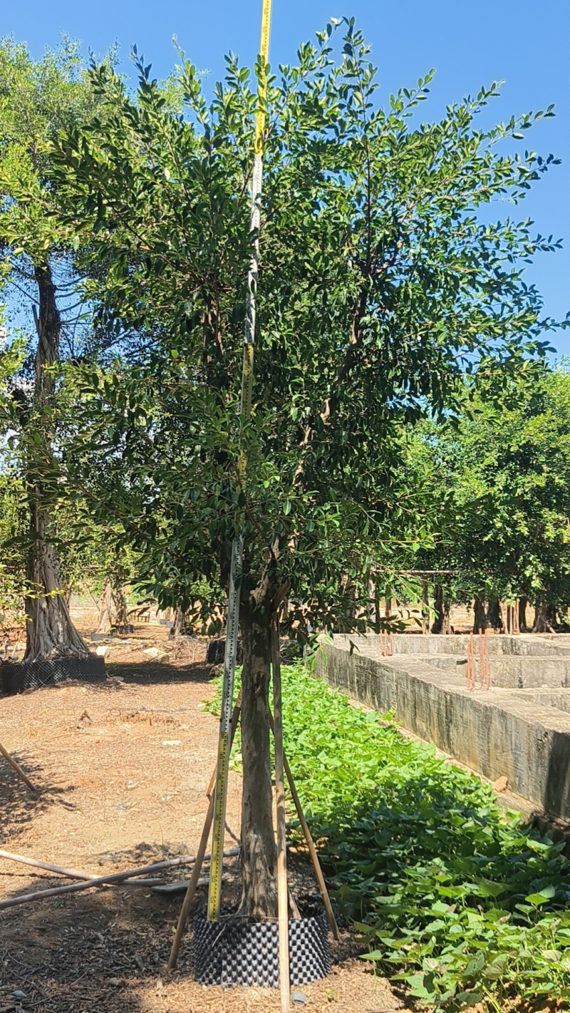 小叶榕造型小叶榕木麻黄海枣