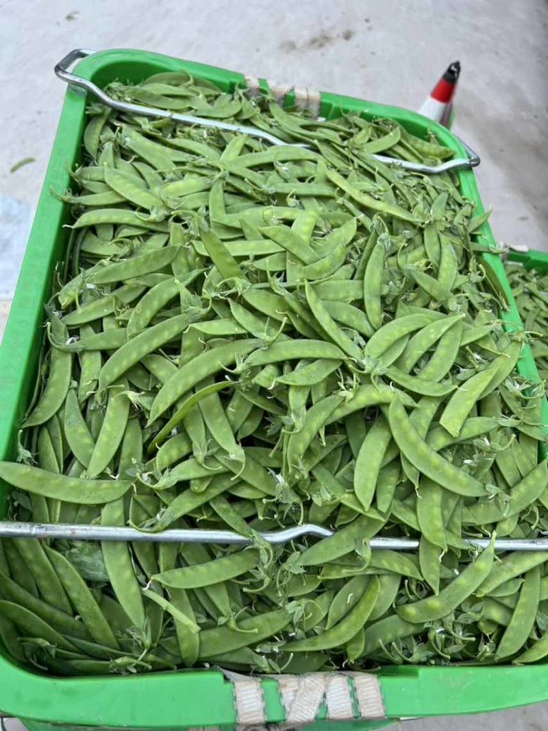 全年供应全国发车货源稳定一手价格各种等级均有