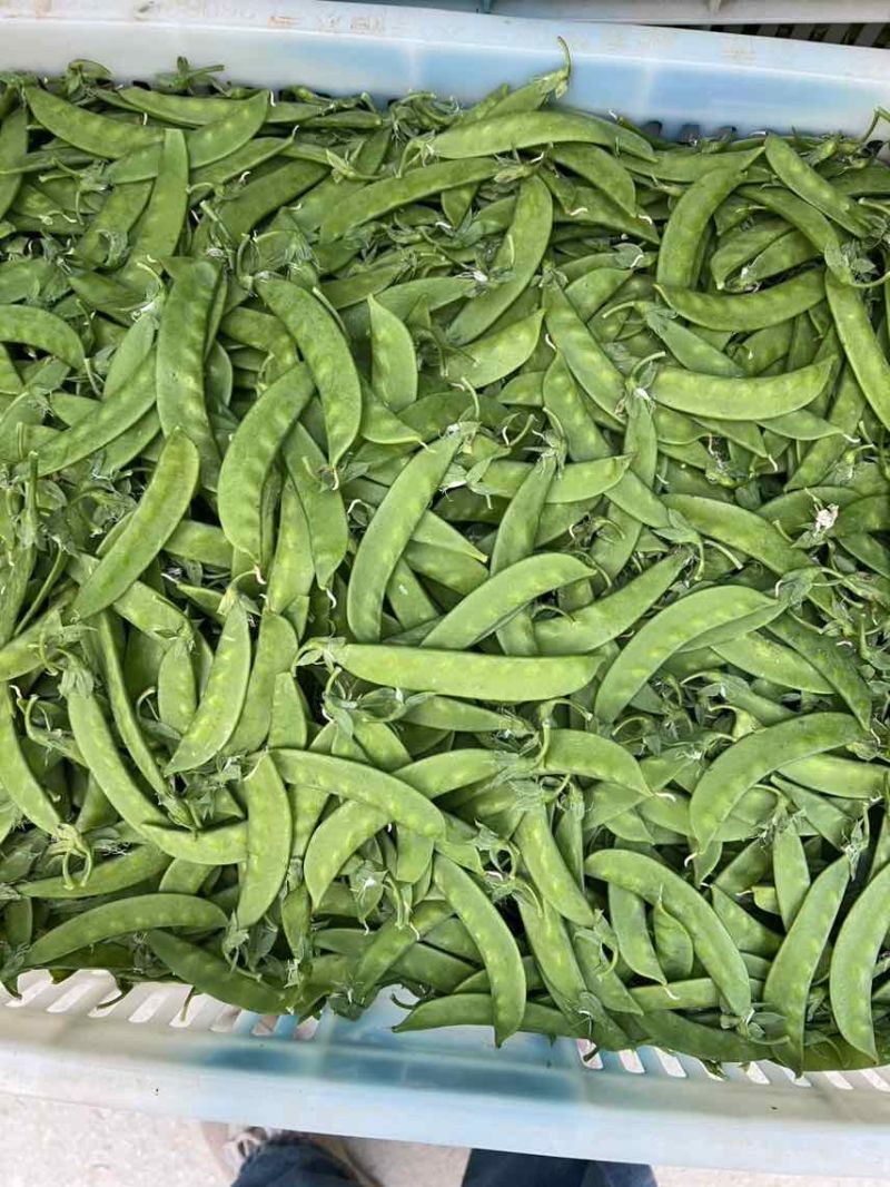 全年供应全国发车货源稳定一手价格各种等级均有
