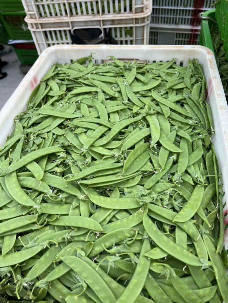 全年供应全国发车货源稳定一手价格各种等级均有