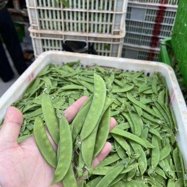 全年供应全国发车货源稳定一手价格各种等级均有