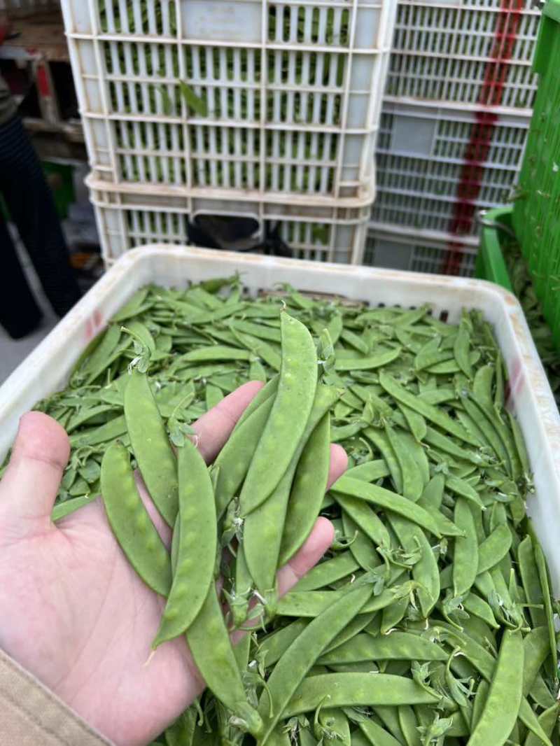 全年供应全国发车货源稳定一手价格各种等级均有