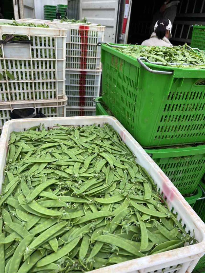 全年供应全国发车货源稳定一手价格各种等级均有