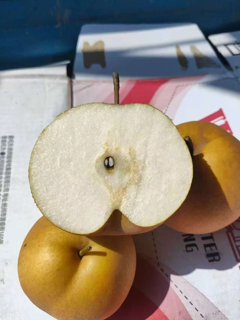 晚秋梨