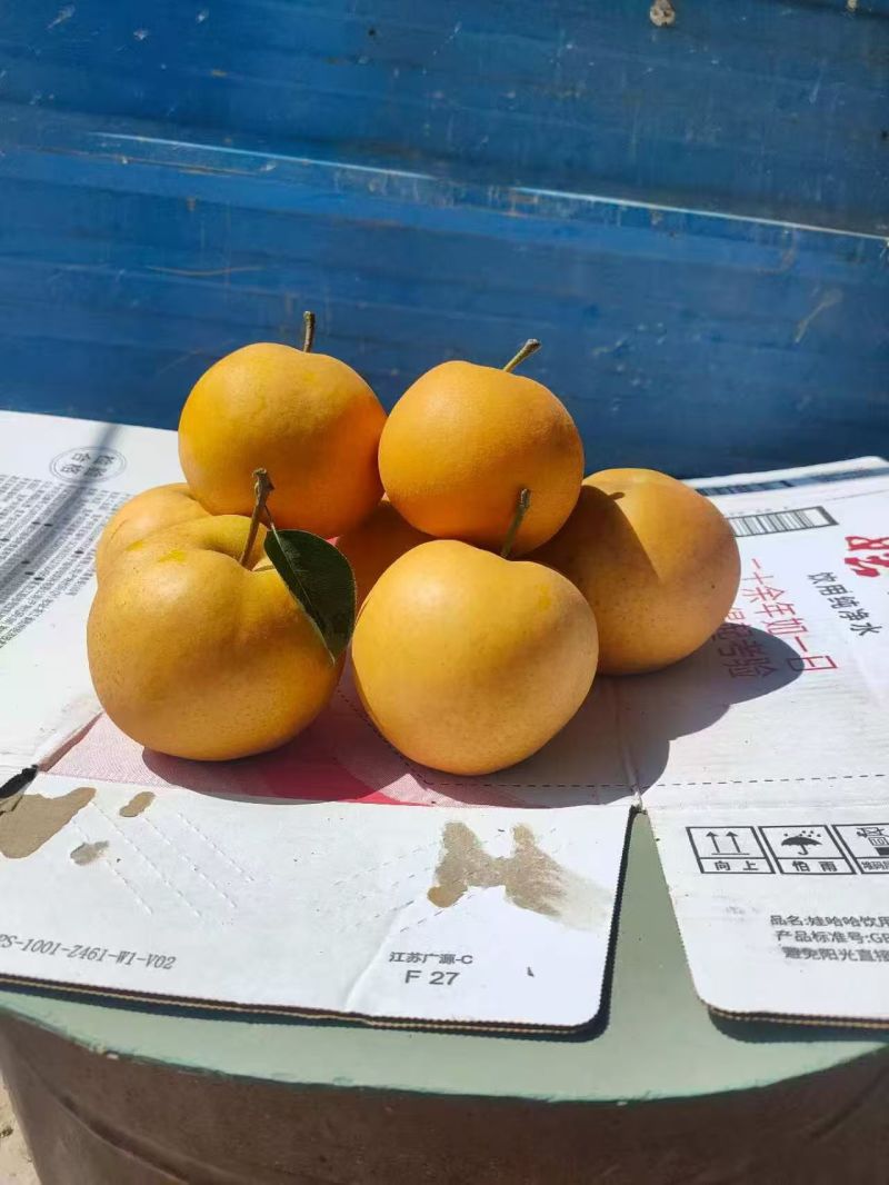 晚秋梨