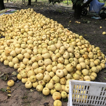 砀山梨