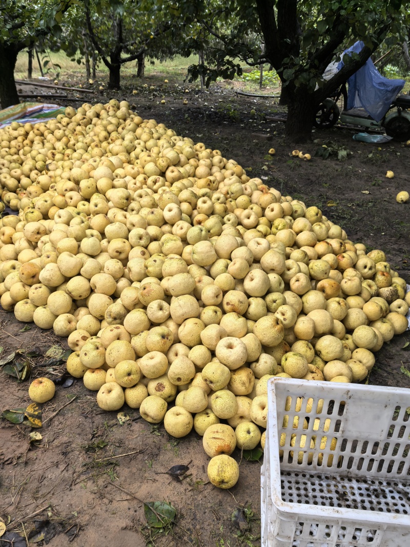 砀山梨
