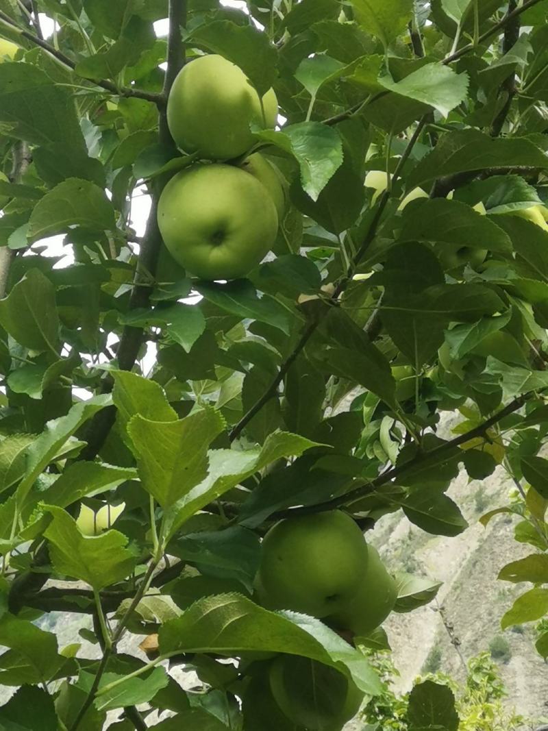小金青苹果