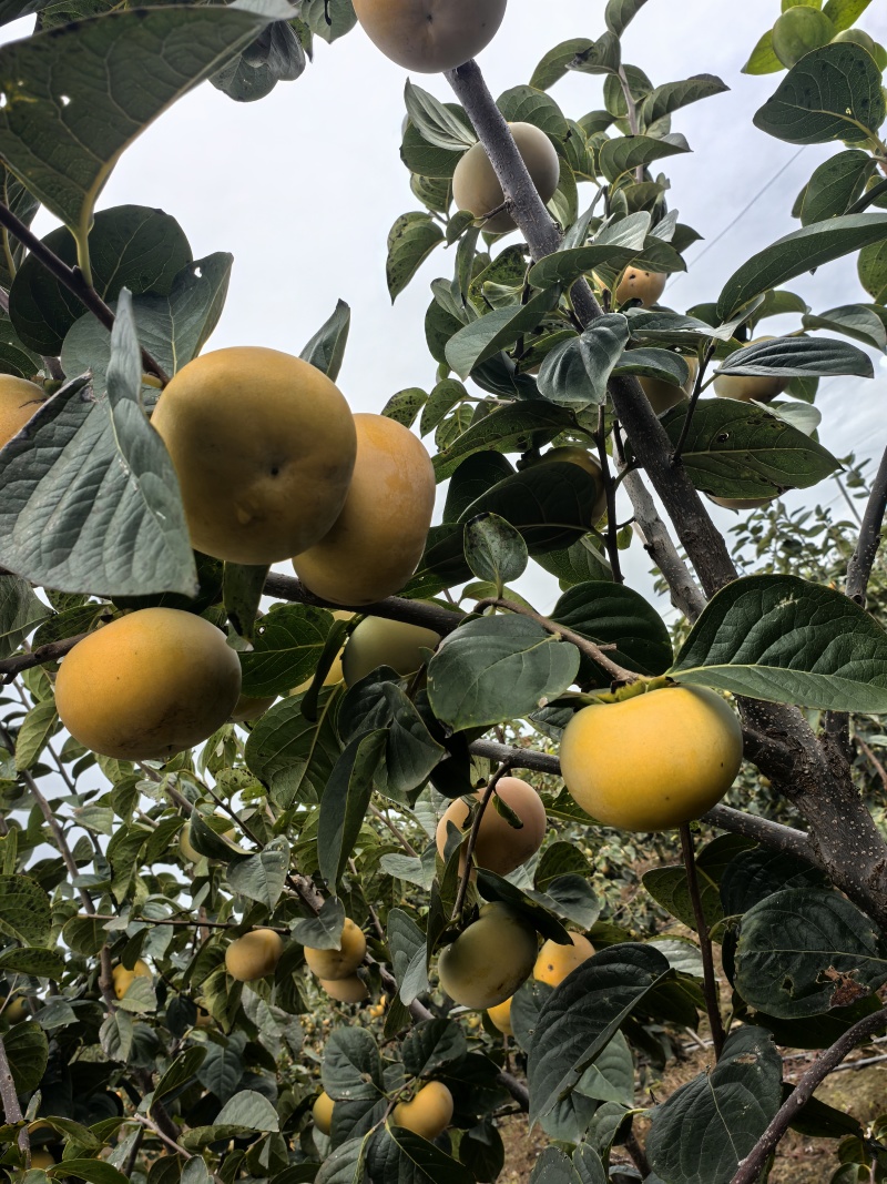 太秋甜柿