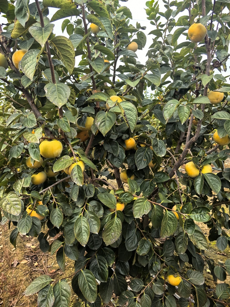 太秋甜柿