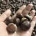 野生板栗🌰