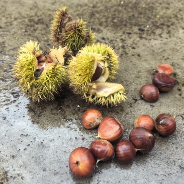 野生板栗🌰