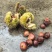 野生板栗🌰