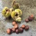 野生板栗🌰