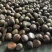 野生板栗🌰