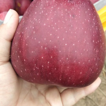天水花牛苹果