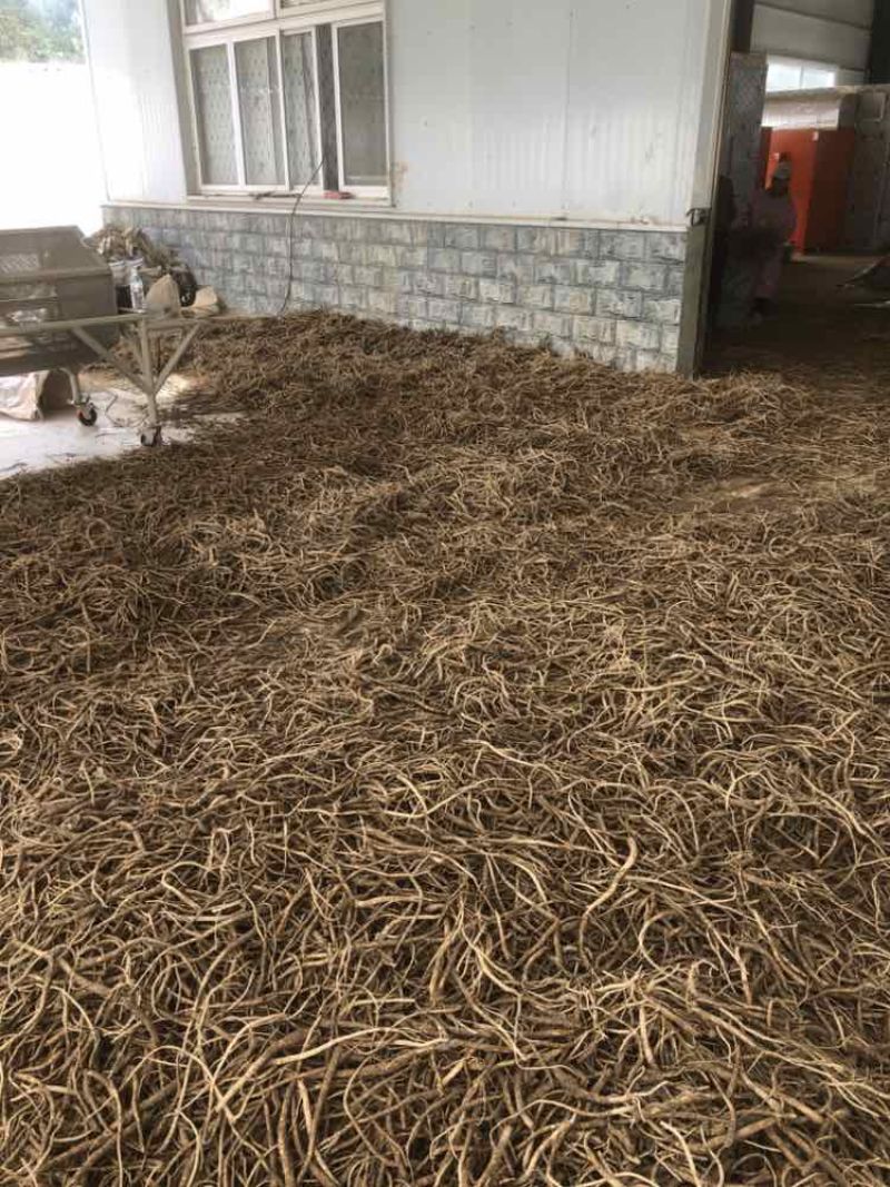 板桥党参鲜货，大统货，小统货，选货产地直供，批发，零售，