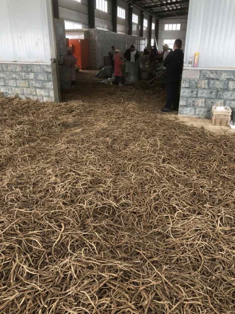 板桥党参鲜货，大统货，小统货，选货产地直供，批发，零售，