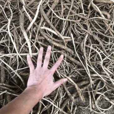 板桥党参鲜货，大统货，小统货，选货产地直供，批发，零售，