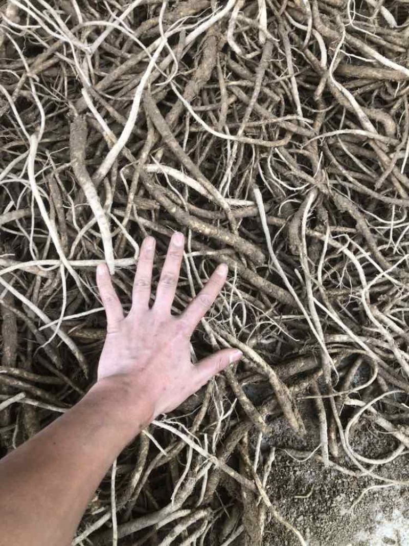 板桥党参鲜货，大统货，小统货，选货产地直供，批发，零售，