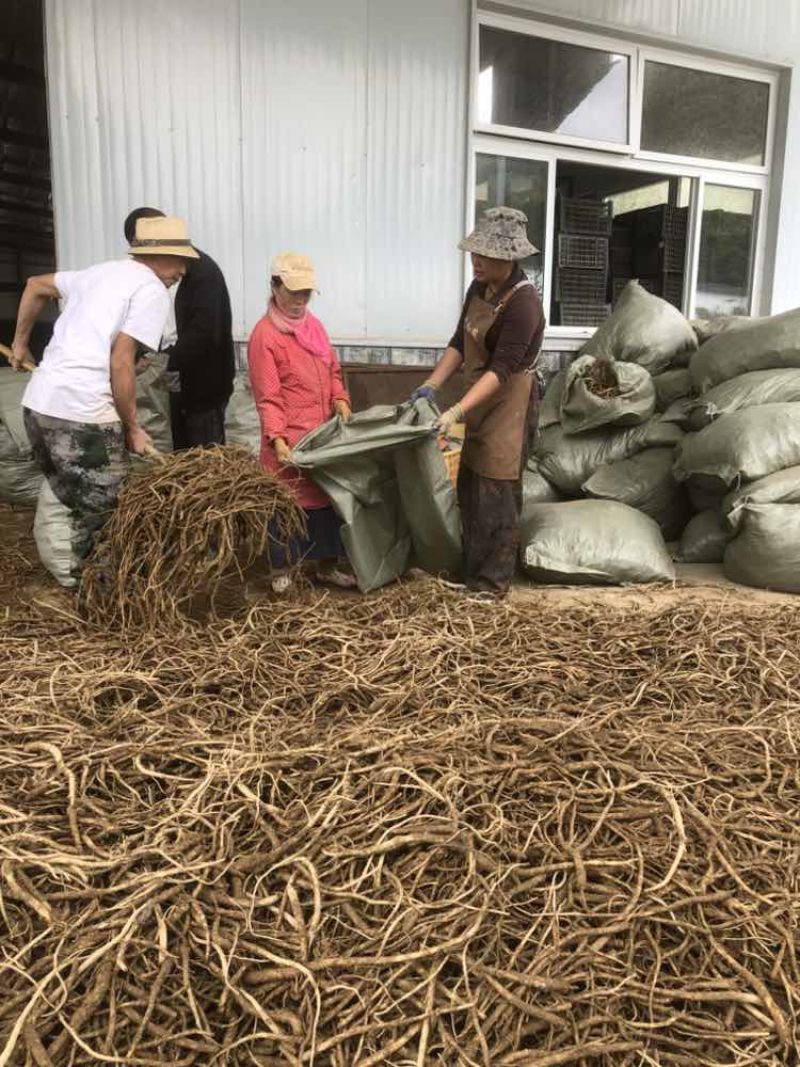 板桥党参鲜货，大统货，小统货，选货产地直供，批发，零售，