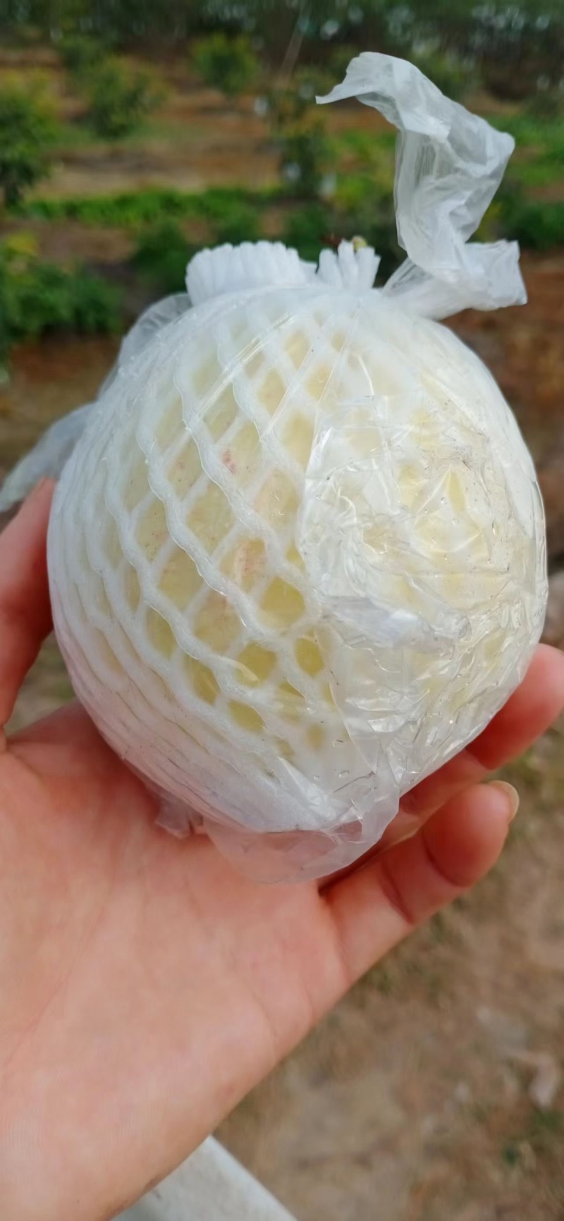 番石榴果