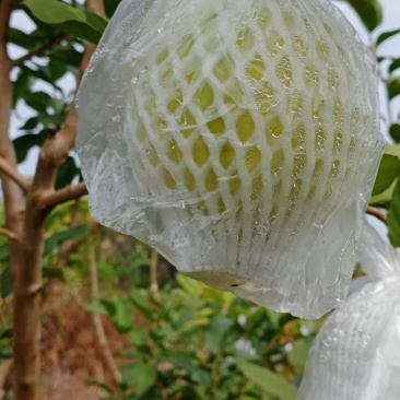 番石榴果