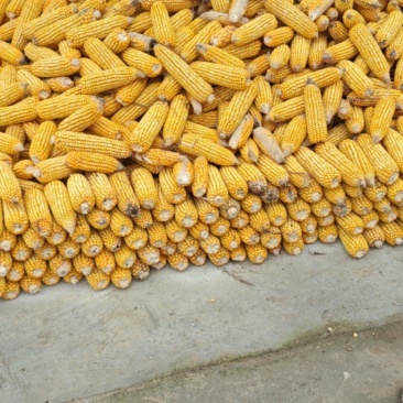 玉米棒，玉米粒
