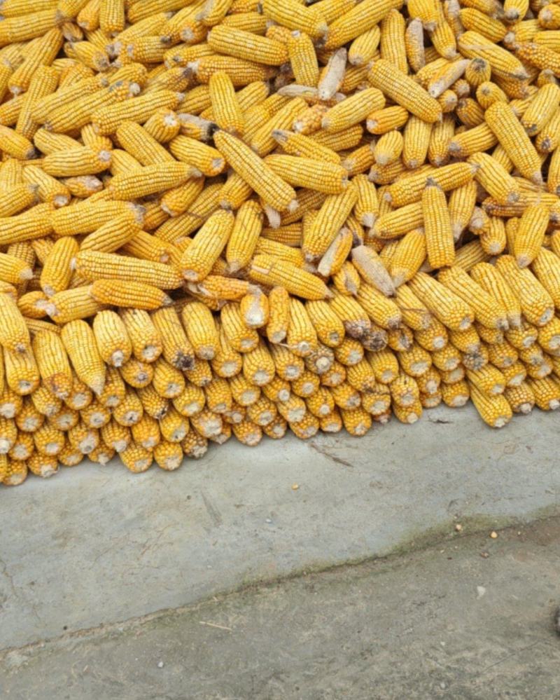 玉米棒，玉米粒