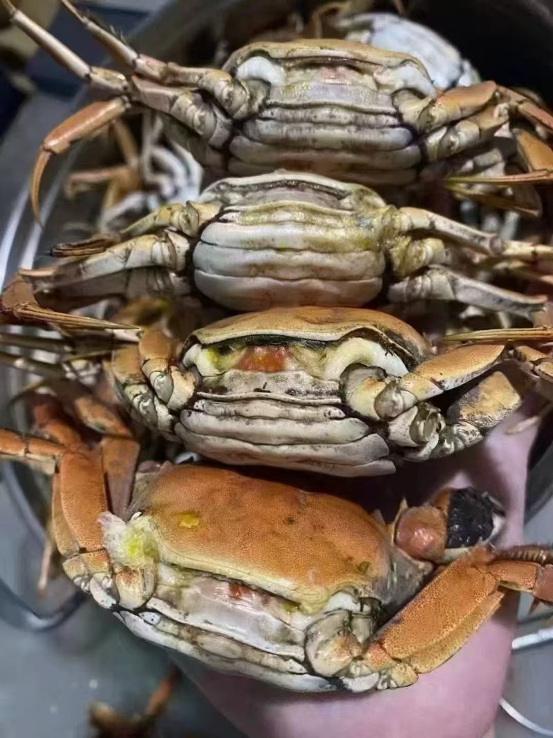 盘锦稻田河蟹