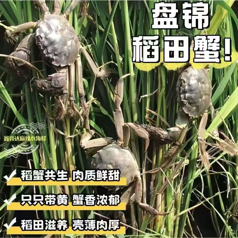 盘锦稻田河蟹