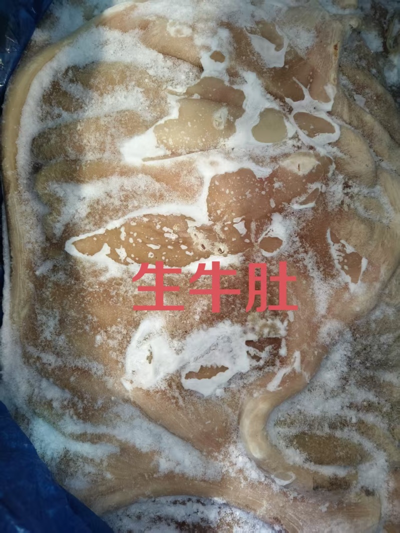 生牛肚