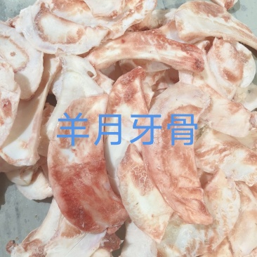 羊月牙骨