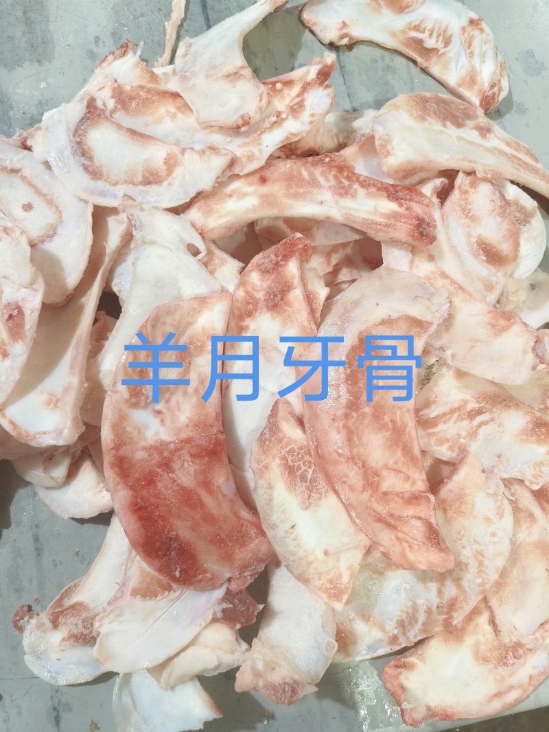 羊月牙骨