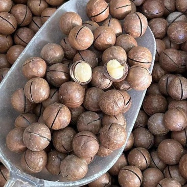 夏威夷果电商一件代发有量你就来