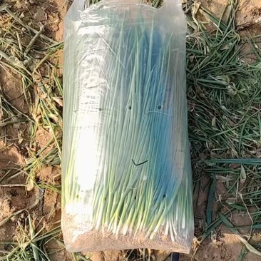 东北小葱