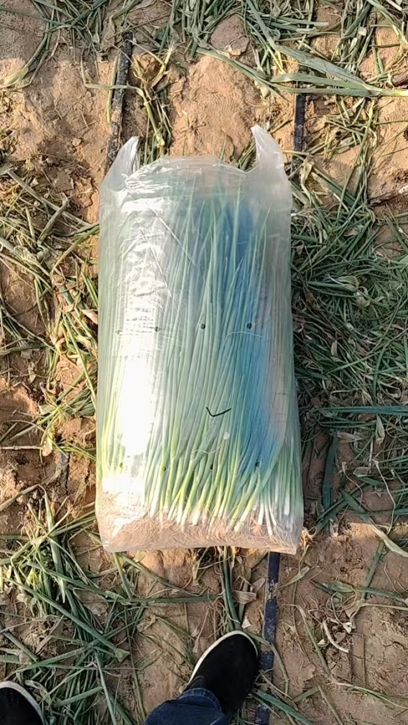 东北小葱