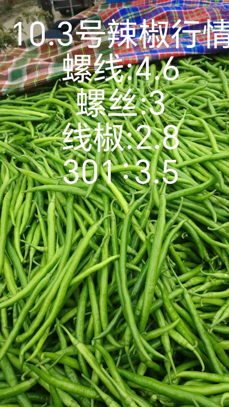 辣椒行情