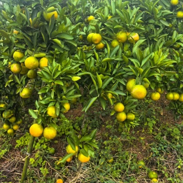 柑橘