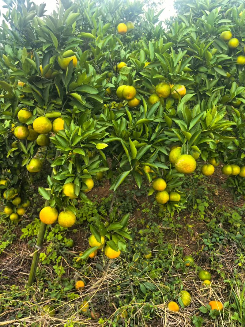 柑橘