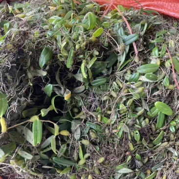 药材石豆兰